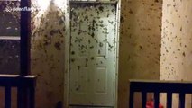 US man returns home to find thousands of moths covering entrance