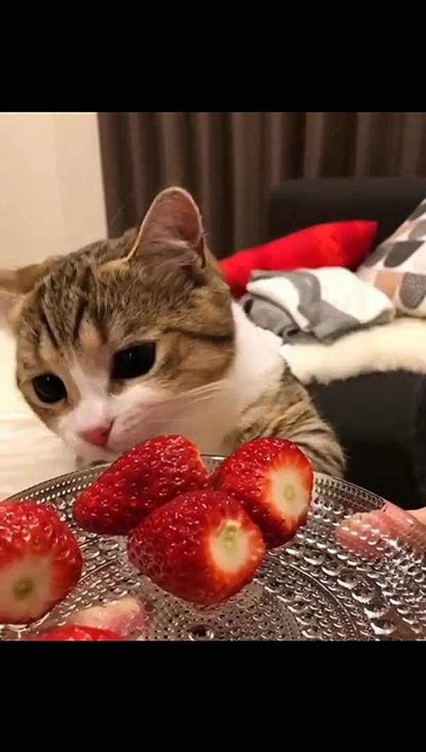 CAT_Baby Cats Funny Cats Cute Cats video