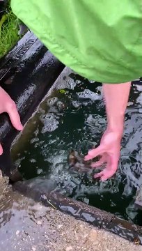 Duckling Reunited With Mother Duck