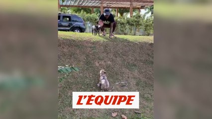 Download Video: Dani Alves, premier supporter... de ses chiens - Foot - WTF