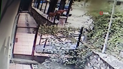 Yaban keçileri, bu kez kurumların bahçesine kadar geldi