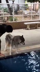 Un husky a peur de l'eau