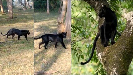 Viral Video : Rare Black Panther Spotted In Chhattisgarh’s Achanakmar
