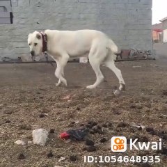 BEYAZ ASLAN gibi COBAN KOPEGi MUBAREK - WHiTE ANATOLiAN SHEPHERD DOG