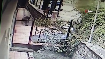 Yaban keçileri,bu kez kurumların bahçesine kadar geldi