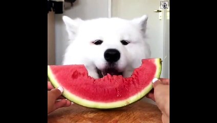 Bruno loves eating tasty watermelon