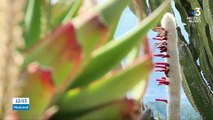 Côte-d’Azur : Voyage au cœur du jardin botanique d’Èze