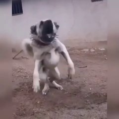ANADOLU COBAN KOPEGi COK FENA - VERY ANGRY ANATOLiAN SHEPHERD DOG