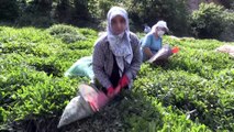 Hopa'da çay hasadı imece usulüyle yapılıyor - ARTVİN