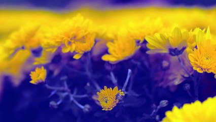 Close-Up Video of Yellow Flowers