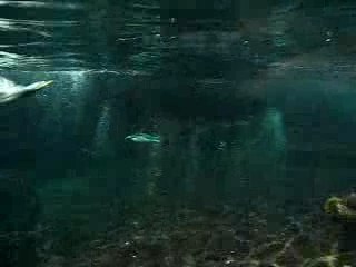 Manchot Océanopolis