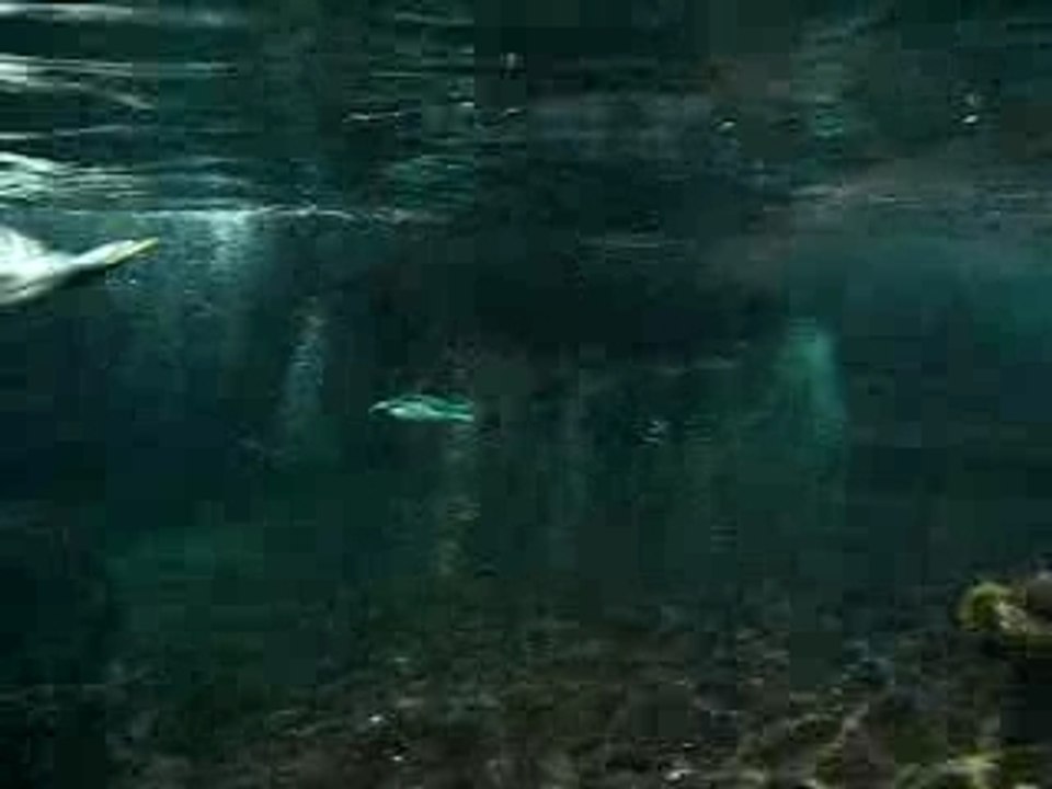 Manchot Océanopolis