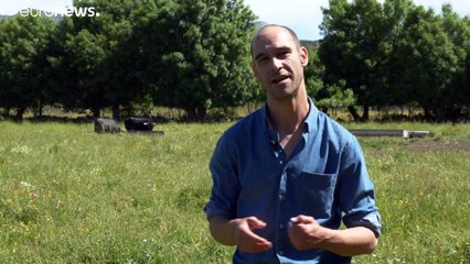 Боевым быкам грозит исчезновение