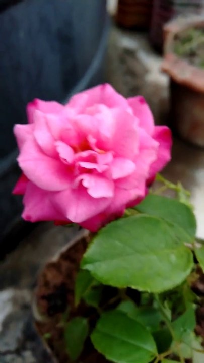 মন  জুড়িয়ে   যাবে আমার ছাদের ফুল বাগান দেখে। ছাদ বাগান