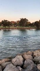 Louis the Doggo Wants to Play with the Pod of Dolphins