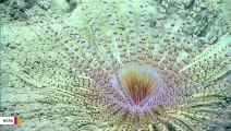 Amazing Underwater Geological Formations Captured On Camera