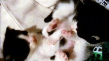 25 Days Black and White Kittens Playing In Bed at 12 Midnight