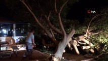 Antalya’da fırtına ağaçları kökünde söktü, elektrik direklerini yıktı