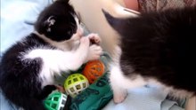 28 days Black and White Kittens Playing in daytime