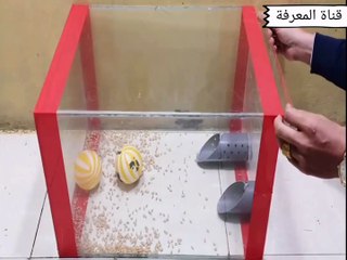 الحل للقضاء على الفئران