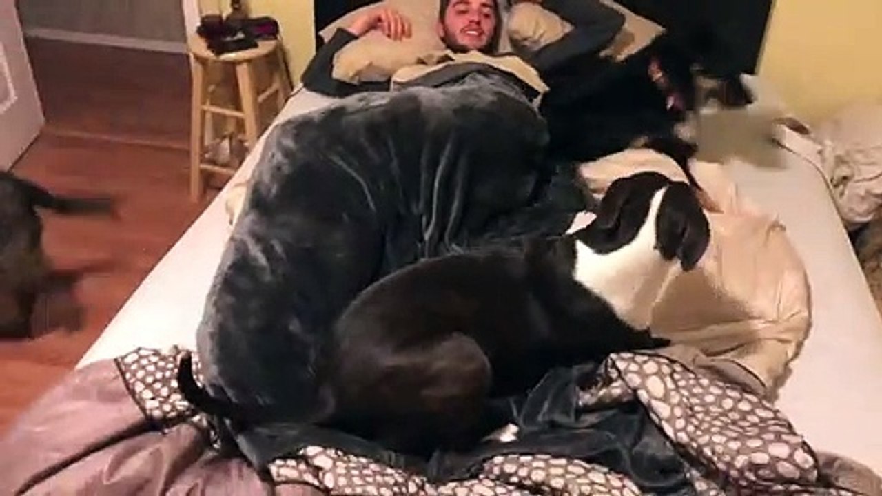 All settled in ...Dogs won’t let my guest go to sleep