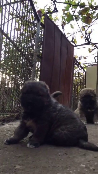 KAFKAS COBAN KOPEGi YAVRULARI BiRARADA - CAUCASiAN SHEPHERD DOG PUPPiES TOGETHER