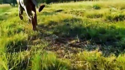 Work on the Wild Side - S01E05