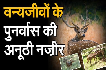 मेवाड़ ने दिखाई वन्यजीवों के पुनर्वास की अनूठी नज़ीर