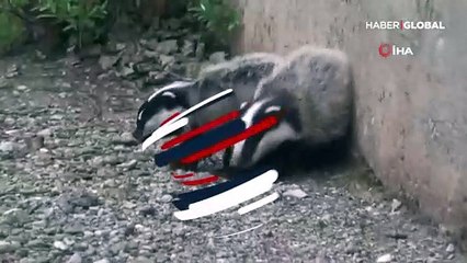 Koruma altındaki porsuklar böyle görüntülendi