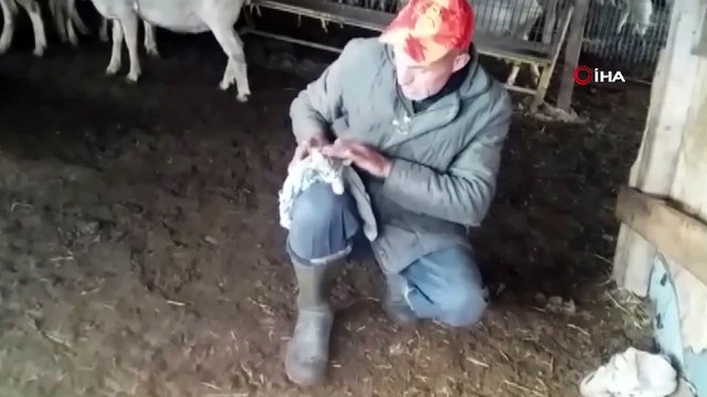 Bayramda annesiz kalan yavru kediyi keçi sütü ile besliyor