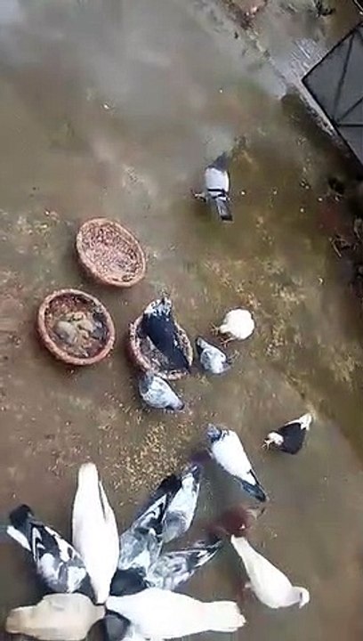 my pigeon video