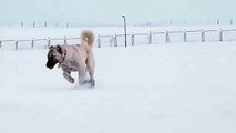 KANGAL COBAN KOPEGiNiN KAR ASKI - KANGAL SHEPHERD DOG LOVE SNOW