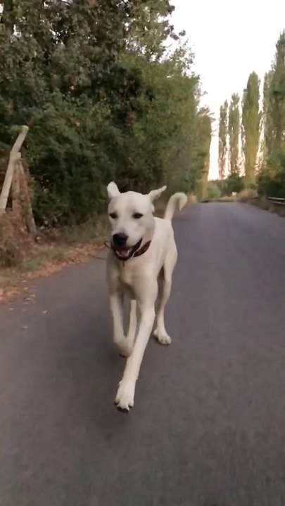 AKBAS COBAN KOPEGiNE AKSAMUSTU SPORU - AKBASH SHEPHERD DOG EXERCiSE