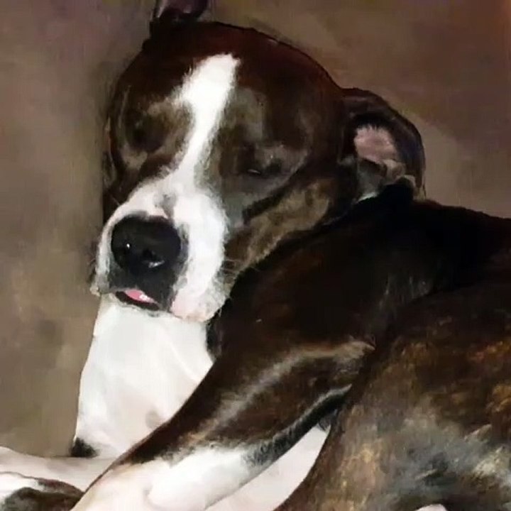 Sleepy Bruno the pitbull all comfy