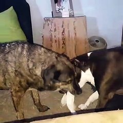two dogs are better than one-doggie tug of war