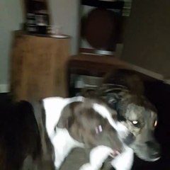 two dogs are better than one-doggie tug of war..part 2