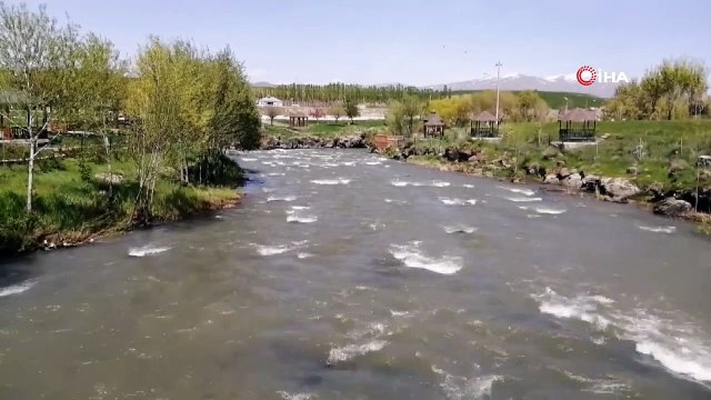 İnci kefali balığının muhteşem göçü devam ediyor