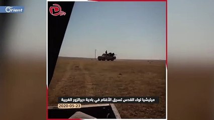 شاهد ميليشيا "لواء القدس" تسرق أغنام المدنيين شرق ديرالزور