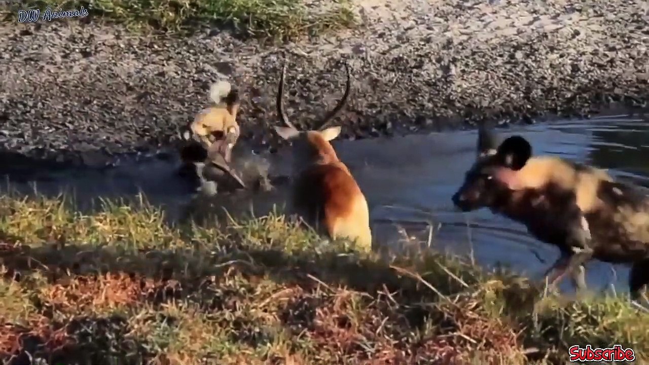 Discovery Wild Animal Fights  2 Buffalo vs 10 Lion Hyena  Wild dogs attacks Deer - Baboontiger..