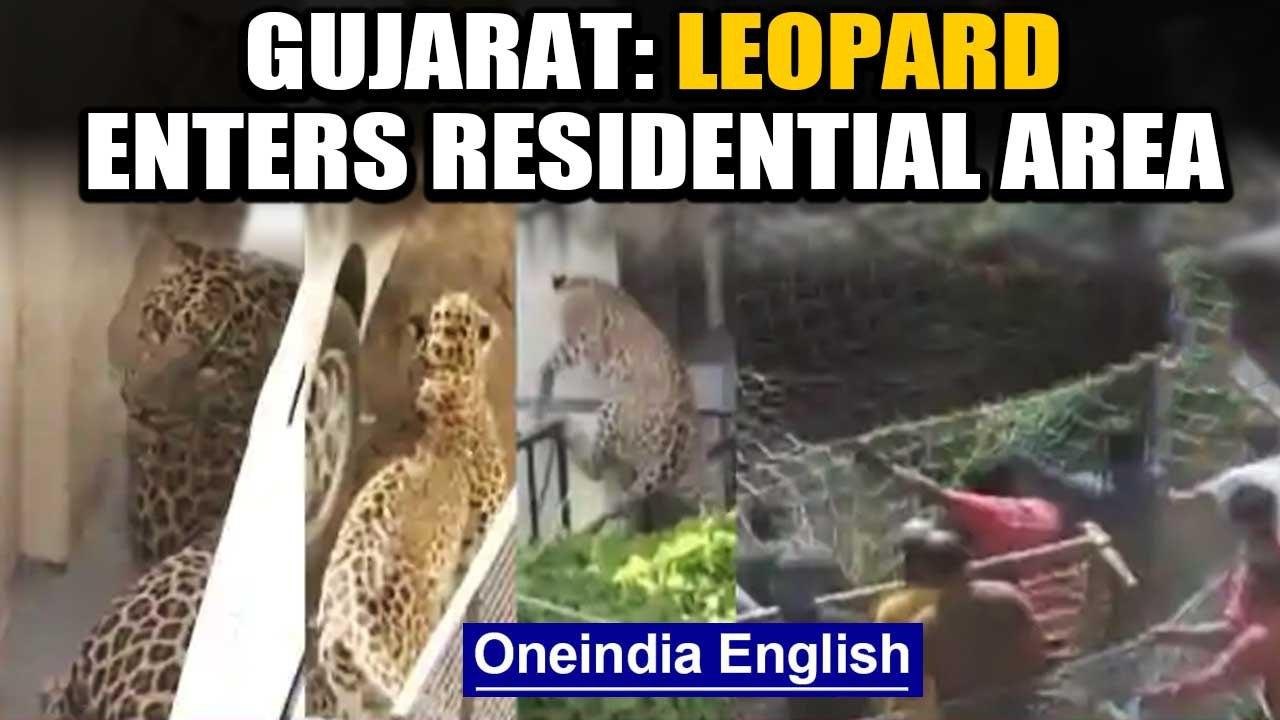 Leopard enters residential area in Gujarat's Da...