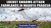 Locust swarms attack farmlands in Madhya Pradesh, farmers worried: watch | Oneindia News