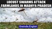 Locust swarms attack farmlands in Madhya Pradesh, farmers worried: watch | Oneindia News