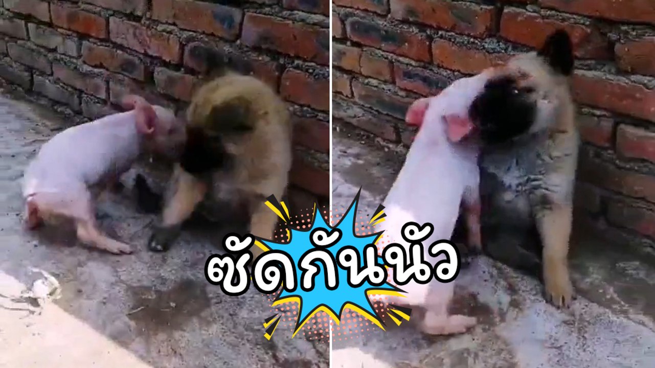 ศึกนี้เรื่อง หมู ๆ หมา ๆ ไฝว้กันหนักซัดกันนัว เ...