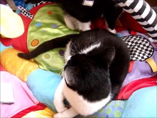 Ana (big) Meets Her Baby Brother Andrew (kitten)