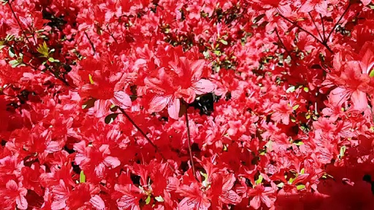 red_flower