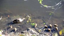 Famille de canards
