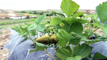 Beypazarı’nda Meyve Yetiştiriciliğinin Önünü Açacak Dev Projede Büyük Başarı