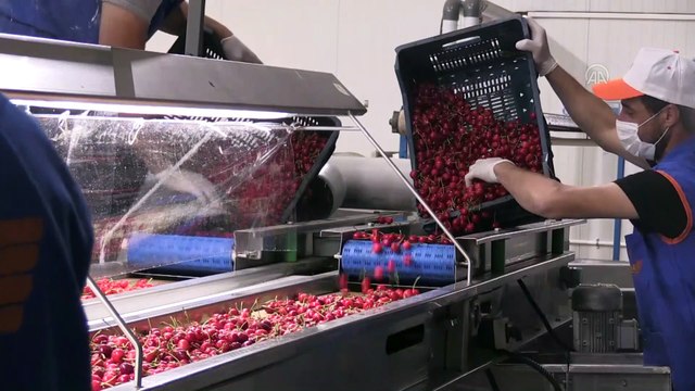 Kirazda rekolte ve ihracat beklentisi yüksek - MANİSA
