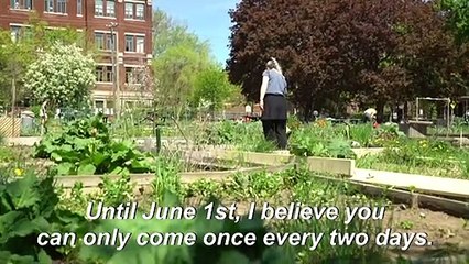'People have rediscovered their roots": Montreal's community gardens reopen