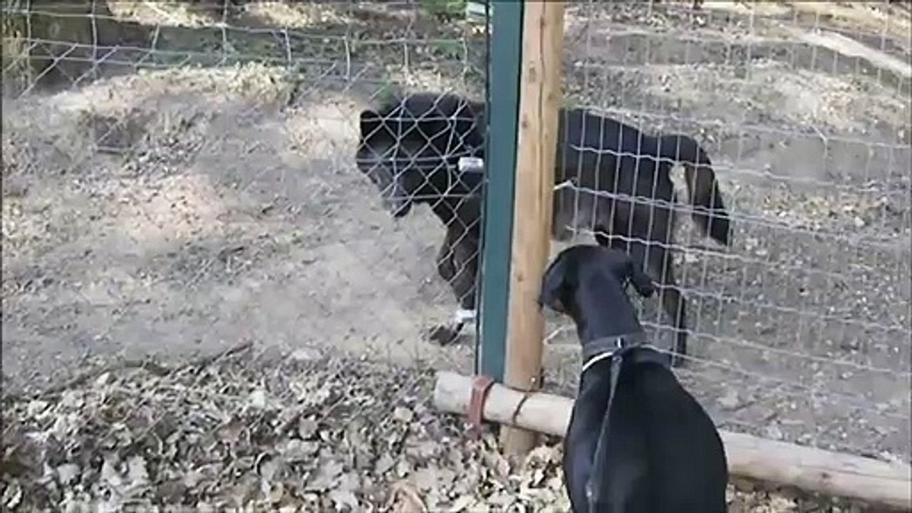 AV KOPEGiNiN KURTLA KARSILASMASI - HUNTiNG DOG FACE TO FACE BLACK WOLF